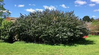 ===general information=== ceanothus is a genus of about 50–60
species nitrogen-fixing shrubs or small trees in the family
rhamnaceae. common names for mem...