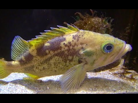 ヤナギノマイの特徴 見分け方 写真から探せる魚図鑑 ヤナギノマイの特徴 見分け方 写真から探せる魚図鑑