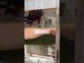大荒れのハリスホークに近づいてみた結果