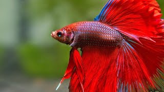 Ciklet Balıgı, Beta, Zebra Yeni Balıklar Aldık