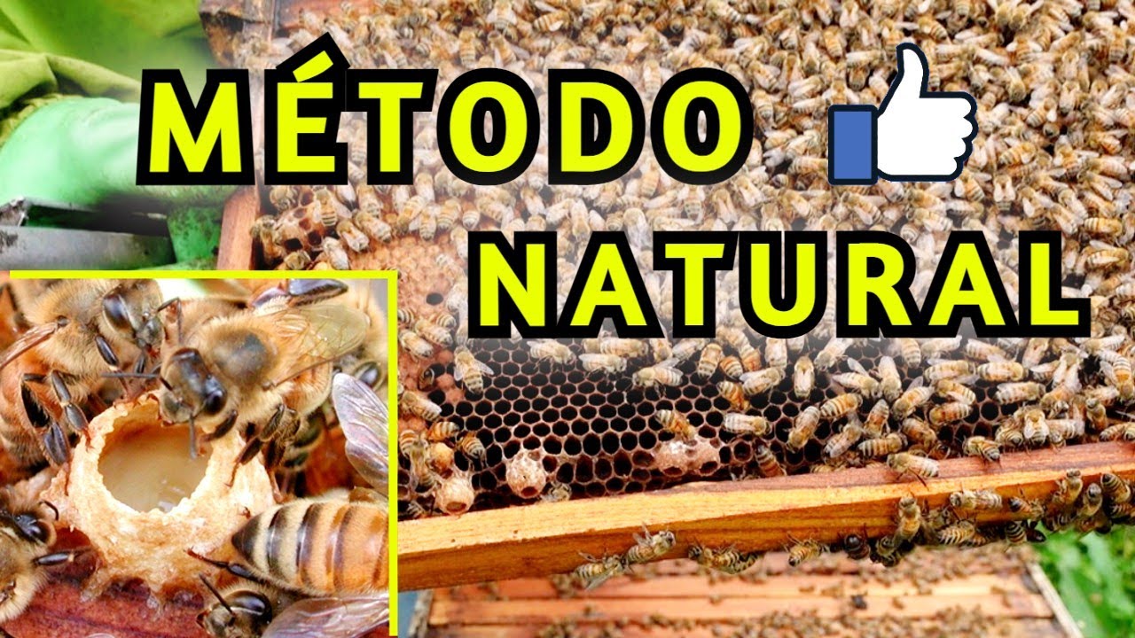 Las MEJORES REINAS / Se Crían Así ✔