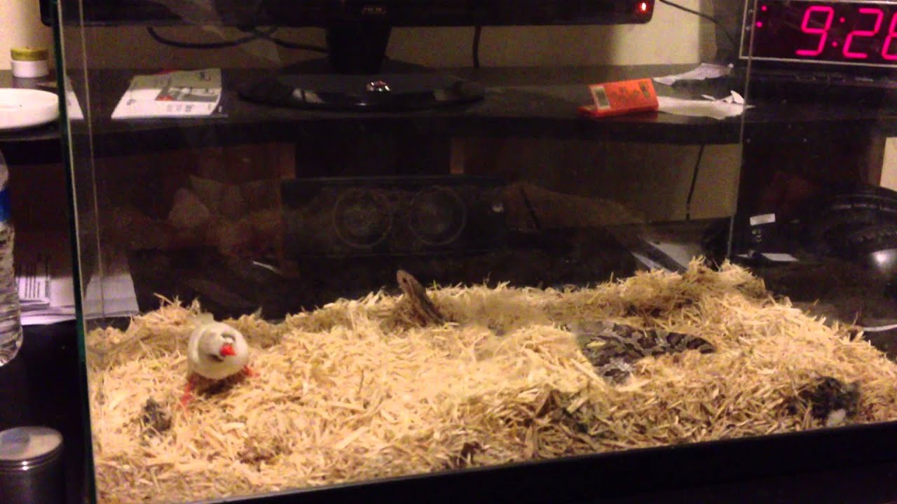 quaik for cornsnakes quaik for cornsnakes