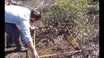 Placing quadrats in the field