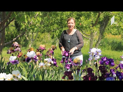 გაიცანით თამარ ხონელი, რომელმაც ნატახტარში ზამბახების უნიკალური კოლექცია მოაშენა