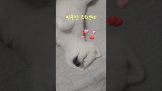 위례동물병원 위례바른동물의료센터 남위례동물병원 북위례동물병원 위례고양이동물병원 위례강아지결석수술 위례고양이결석수술 #동물병원 #위례동물병원 #하남동물병원 #송파동물병원