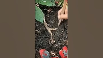 Running Tree | you will never see 👀