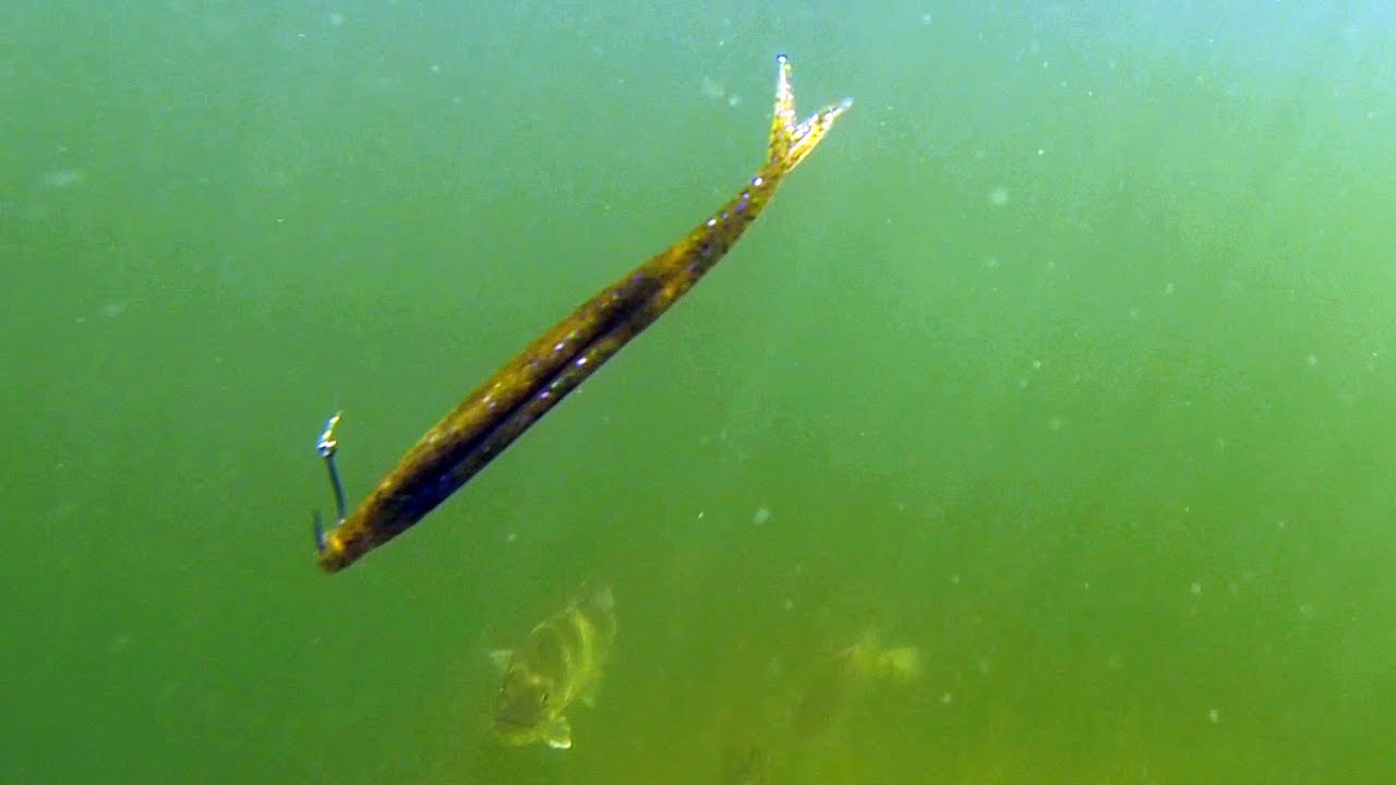 Underwater Bass Footage With Crazy Fluke Rigging Tricks 
