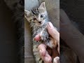 Sweet Kitten learning tp accept touch #kitten #feralkittens #shorts
