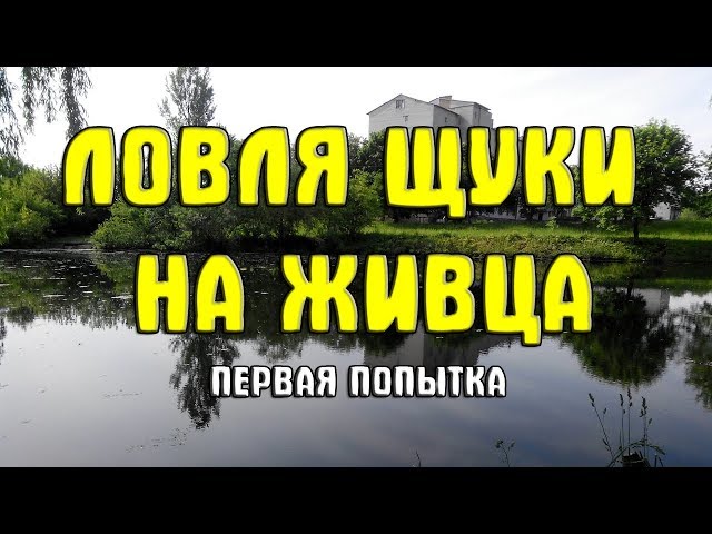 Ловля щуки на живца (живцовую) снасть. Первая попытка