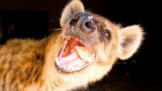 How to Feed LAUGHING Hyenas? | The Lion Whisperer by The Lion Whisperer 36,592 views 6 months ago 8 minutes, 10 seconds