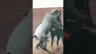 horse meeting#viral #horse #animal #sex # mates