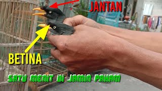 inilah burung jalak kebo jantan dan betina milik subscriber dari semarang.