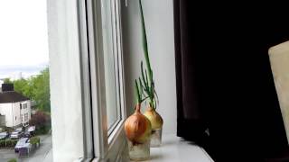 Growing onions, timelapse