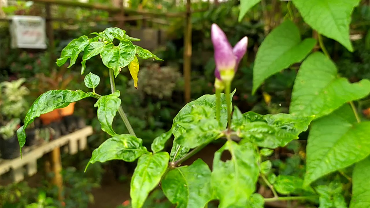 Lombok ungu  di taman  bunga  ajaib baru pernah lihat YouTube