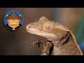 Qué Pasa con los Geckos l Mini Documental