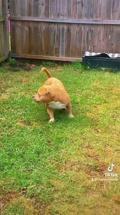 #chozen.  On fence patrol.   I swear nothing gets past him.  lol