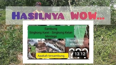 Update Cara Sambung Singkong Karet dan Singkong Ketan Biar Buahnya Banyak || arek belitang belajar