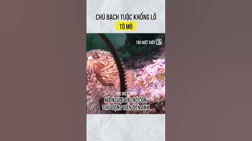 Chú bạch tuộc khổng lồ tò mò