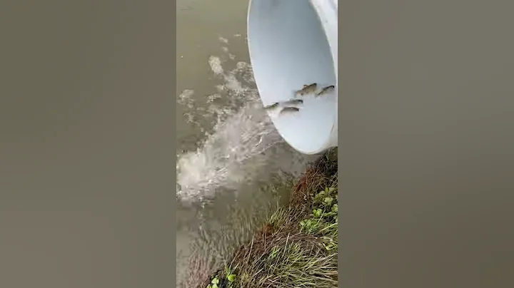 New Rainbow Trout home: Sandy LIck Creek