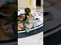 o pato beliscando o gato 😂🤣😅🦆🐱