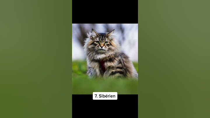 TOP 10 des races de chat