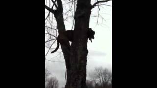 Video Thumbnail for My dog Baron stuck in a tree