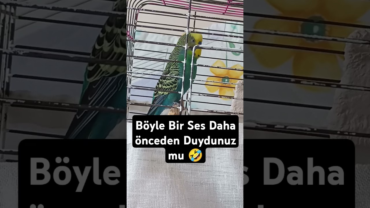 Bir Takım Garip Ötüşler 🤣 #muhabbetkuşu #budgey #parakeet #muhabbetkuşufıstık #muhabbetkuşuçiftleşme