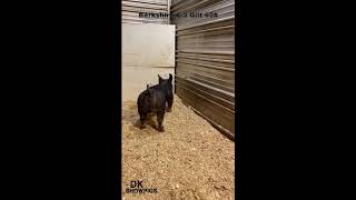 Berkshire 6-3 Gilt DK Showpigs