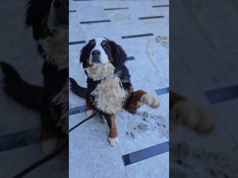 Köpek öğrencilerin numara ve beceri eğitimi