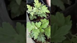 Chrysanthemum baby plants/️ #shorts#ytshorts#video