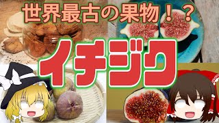 【ゆっくり解説】不老不死の果物！？イチジクの栄養について解説！