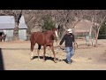 Assessing The New HorsePart 1: On the Ground FULL DVD