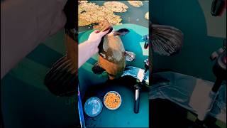 Линь на 2 кг. на боковий кивок🎣 #рибалка #кивок #линь #fishing #рыбалка #carp #лодка #рибак