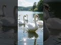 This Ugly Duckling will Melt Your Heart #viral #shorts