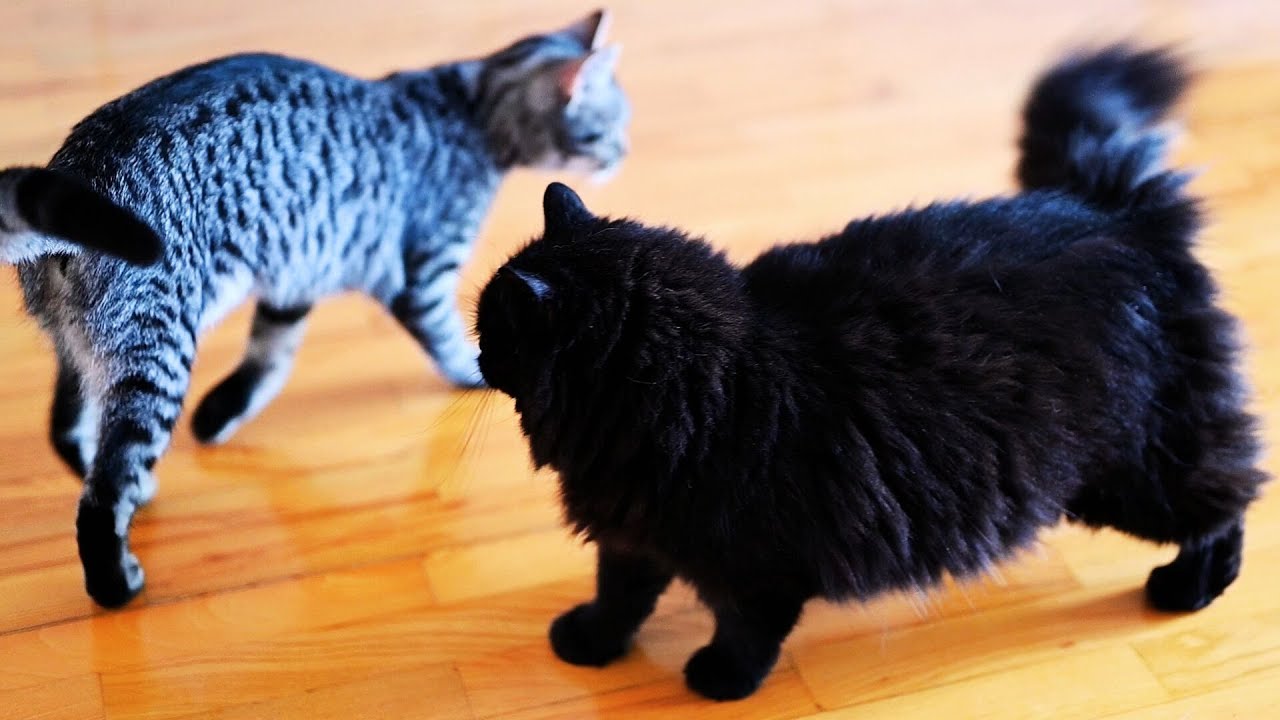 😻 This Is How Besties Play – Slow Motion Cat Fun!