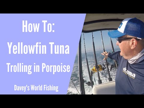 How To: Effectively Trolling for Yellowfin Tuna Around Porpoise