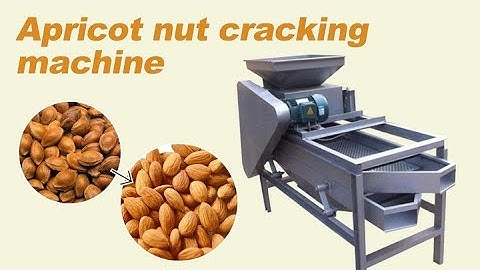 Apricot Nut cracker machine for shelling almond | hazelnut shelling machine for sale