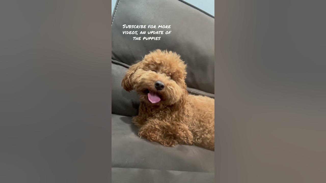 Signs of your dog that is pregnant and going to have a puppys youtube