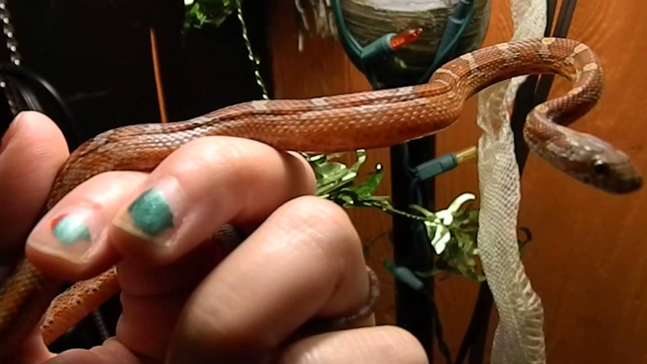 critters attack Athena's Youtube Debut