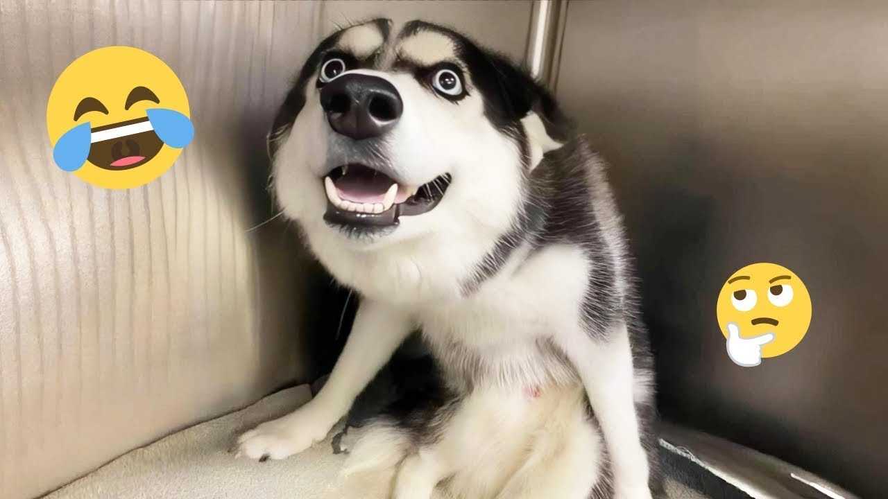 Dogs Being Accidentally Hilarious 😆 Funniest Animals Moments Ever