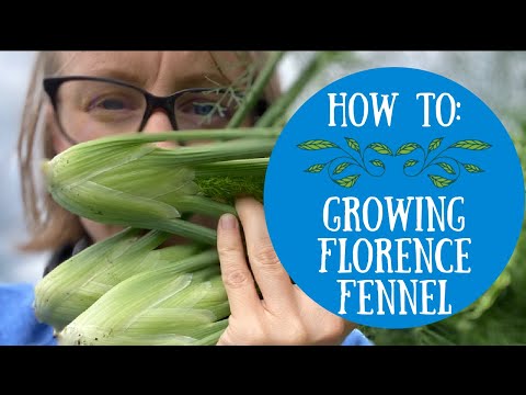 Video: Florencijos pankolių sodinimas: kaip auginti Florencijos pankolius