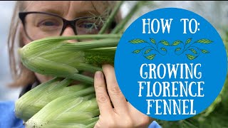 Growing fennel from seed: a how to video on multi sowing florence fennel from seed, no dig!