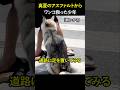 真夏のアスファルトからワンコ救った少年