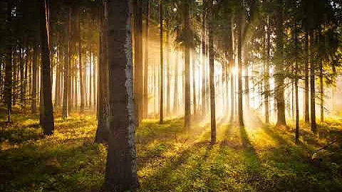 Morning Azkar   Mohammad Khayyat