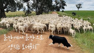 들판에서 들판으로 양 몰이하는 보더콜리 (A Border Collie moving sheep from a paddock to another.)