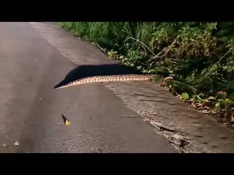 Huge Python crossing road after eating its Prey at night