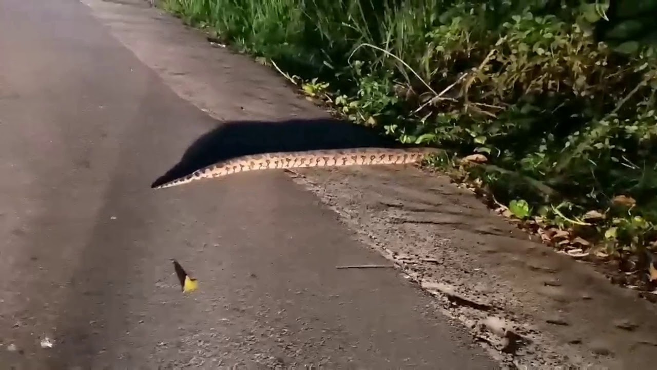 Huge Python crossing road after eating its Prey at night - YouTube