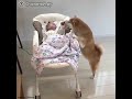 Пёс успокаивает малыша