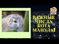 Инвестиции! Важные числа КОТА МАНУЛА!