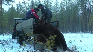 ОХОТА НА МЕДВЕДЯ С ПОДХОДА В КАРЕЛИИ! (часть 3) КАК МЫ МЕДВЕДЯ ИЗ ЛЕСА ТАЩИЛИ-ОПЕРАЦИЯ "МЕТАЛЛОКОП"